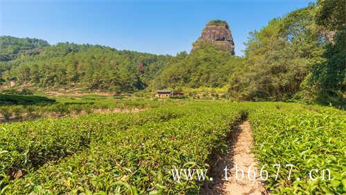 白毫银针白牡丹不用洗茶