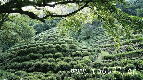 白茶的白牡丹新茶阶段花香馥郁