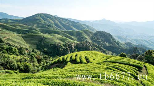 乌龙茶是绿茶吗