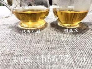 新手如何泡白茶？