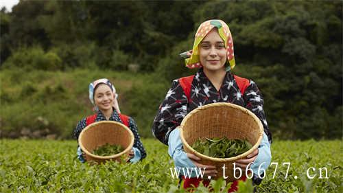 福鼎白茶十年了能吃多少钱