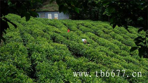 特级老白茶寿眉茶饼价格