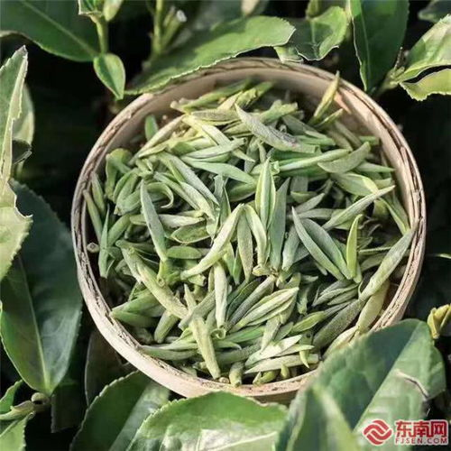 
绿茶、白茶、红茶、岩茶、普洱茶，究竟哪些茶适合沸水冲泡呢？
