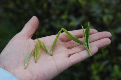 寿眉白茶教你如何泡好喝