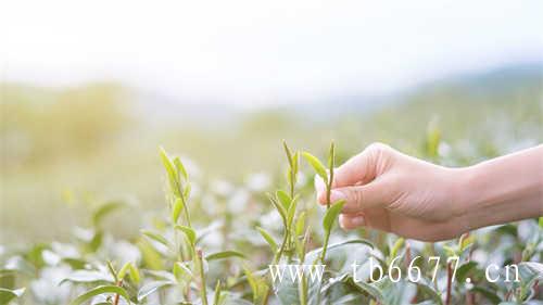 铁观音好还是乌龙茶好