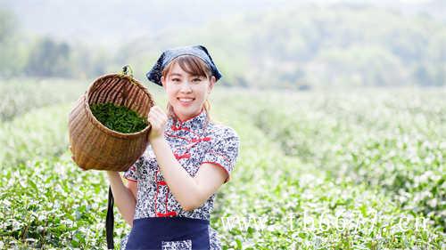 青茶（乌龙茶）的基本常识和功效