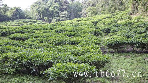 深圳市茶业奖品鉴奖