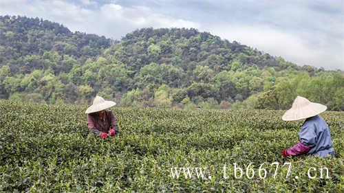 东一堂的乌龙茶