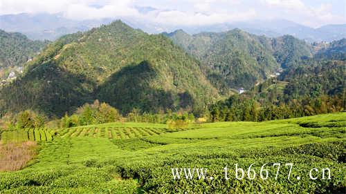 代表性高山茶阿里山乌龙