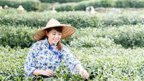 新白茶和老白茶有什么区别