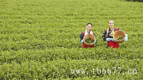 商丘传成老树白茶中秋新品