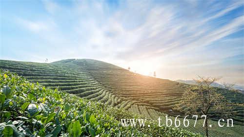 福建白茶的历史历史历史