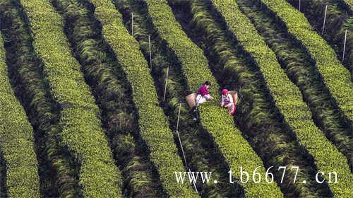 老白茶饼怎么储存