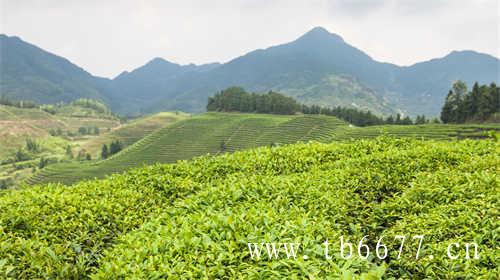 贡眉白茶的发展史