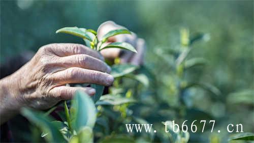 特级老白茶寿眉茶饼价格