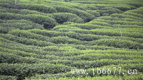 茶里上新鸭屎香单丛瓶装茶饮品