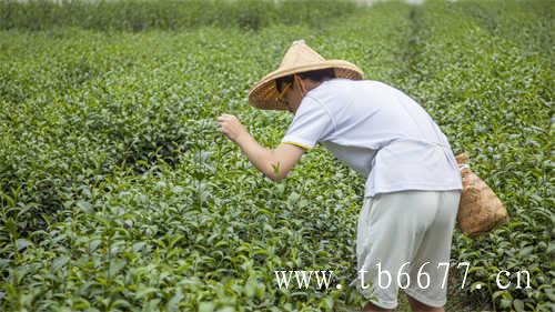 白茶的白牡丹新茶阶段花香馥郁